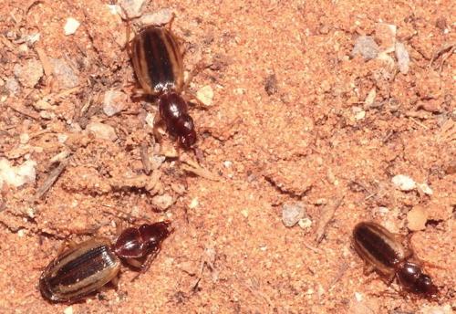 Cymindis sp.